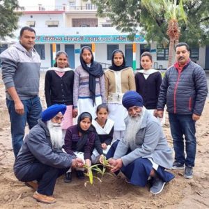 Tree Plantation