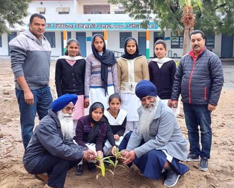 Tree Plantation